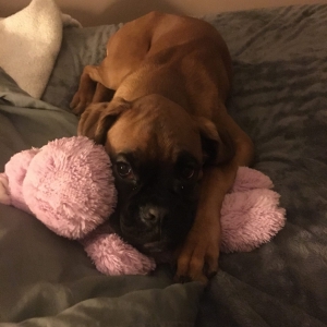 Opale, le Boxer