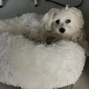 Orph&eacute;e, de Maltezer