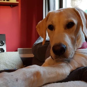 Oscar, de Golden Retriever