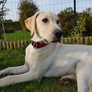 Oscar, de Golden Retriever