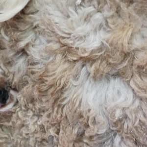 Ozzy, de Cavalier King Charles Spani&euml;l