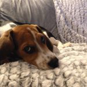 Pacco, le Beagle