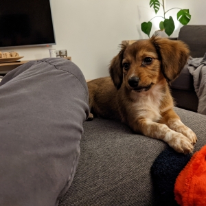 Pancho, l'adorables chiotscrois&eacute;