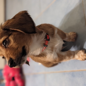 Pancho, l'adorables chiotscrois&eacute;