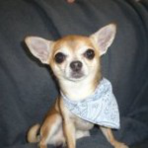Pancho, de Chihuahua