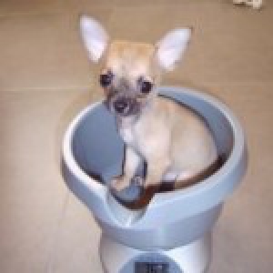 Pancho, de Chihuahua