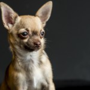 Paris, de Chihuahua