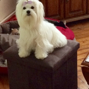 Perle, le Bichon Maltais