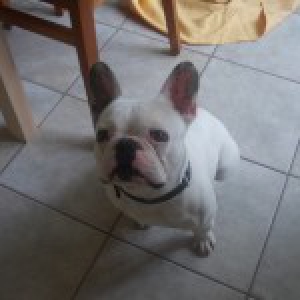 Piepke, de Franse Bulldog
