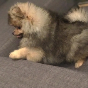 Pixel, le loulou de Pom&eacute;ranie