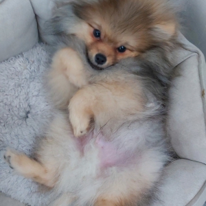 Pixel, le loulou de Pom&eacute;ranie