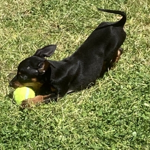 Polo, de Dwergpinscher