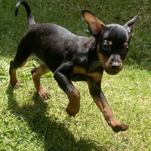Polo, de Dwergpinscher