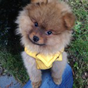 Pomelee, le Spitz Nain3