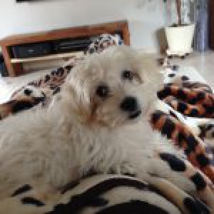 Poncho, de maltezer