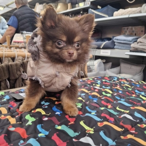 Rafke, de Dwergkees / Keeshond / Pomeriaan