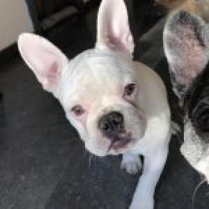 Raiko, de Franse Bulldog
