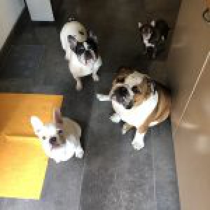 Raiko, de Franse Bulldog