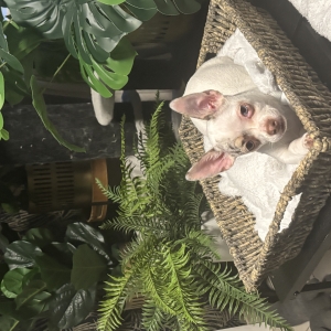 Renske, de Chihuahua