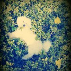 Rico, de Bichon Frisé