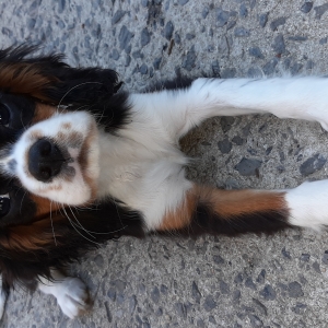 Romy, Maya en Luna, de Cavalier King Charles Spaniël