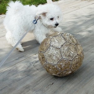 Rox, de maltezer