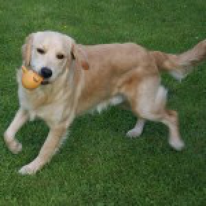 Sam, de Golden Retriever