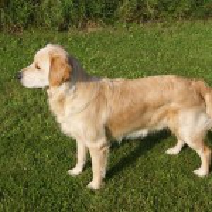 Sam, de Golden Retriever