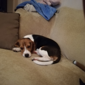 Shasta, de Beagle