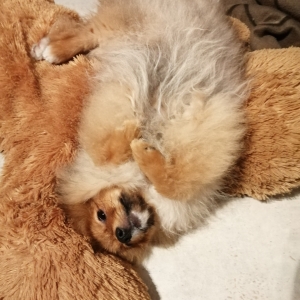 Sherlock, de Spitz/Spitz Nain/Loulou de Pom&eacute;ranie