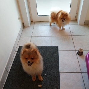 Sherlock, de Spitz/Spitz Nain/Loulou de Pom&eacute;ranie