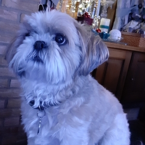 Silla, de Shih Tzu
