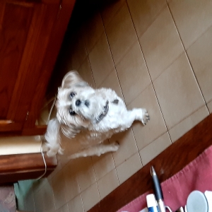 Silla, de Shih Tzu