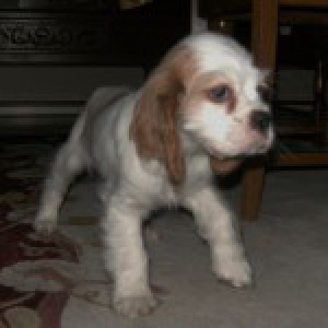 Simba, de kruising Cocker