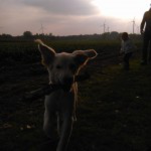 Sir Maximus, Max voor de vrienden