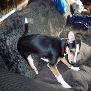 Sissy, de Zeer leuke kruisingen