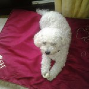 Sloeberke, de Bichon frisé