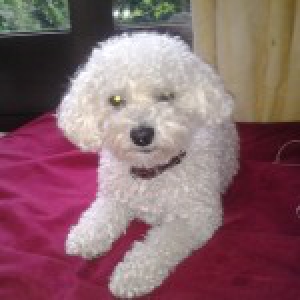 Sloeberke, de Bichon frisé