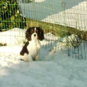 Spencer, de Cavalier King Charles