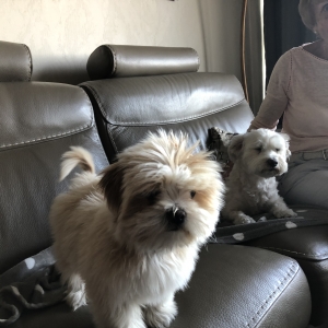 Stella, de Lhasa Apso