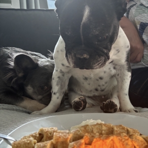 Suzie, de Franse Bulldog