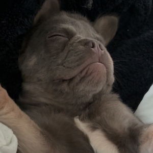 Suzie en Feyo, de Franse Bulldog