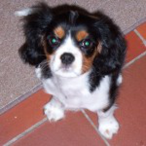 Tayco, de Cavalier King Charles