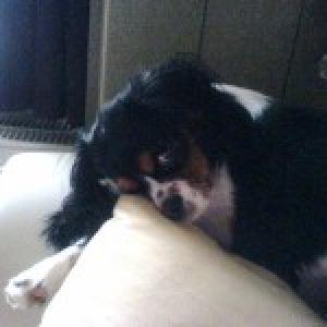 Tayco, de Cavalier King Charles