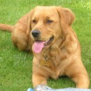 Tess, de Golden Retriever