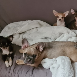 Tessa, de Chihuahua