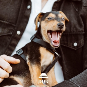 Thor, de Zeer leuke kruisingen