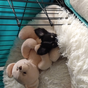 TiCa &hearts;️, de Chihuahua