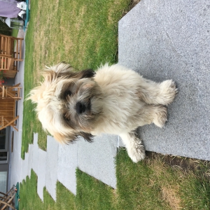 Titus, de Lhasa Apso