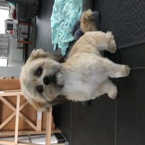 Titus, de Lhasa Apso